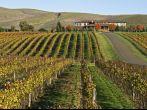 The rolling landscape of a Sonoma Valley, California vineyard.