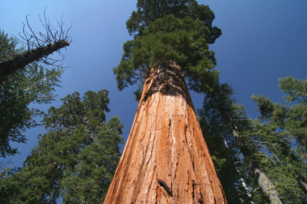 Sequoia sempervirens, the genus in the cypress family Cupressaceae. Sequoia national park. California. USA.