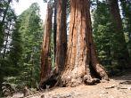 tree, sequioa national park, path, green, big, sequioa, tall