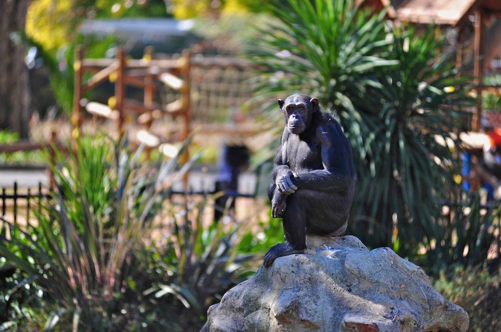 Pensive chimpanzee
