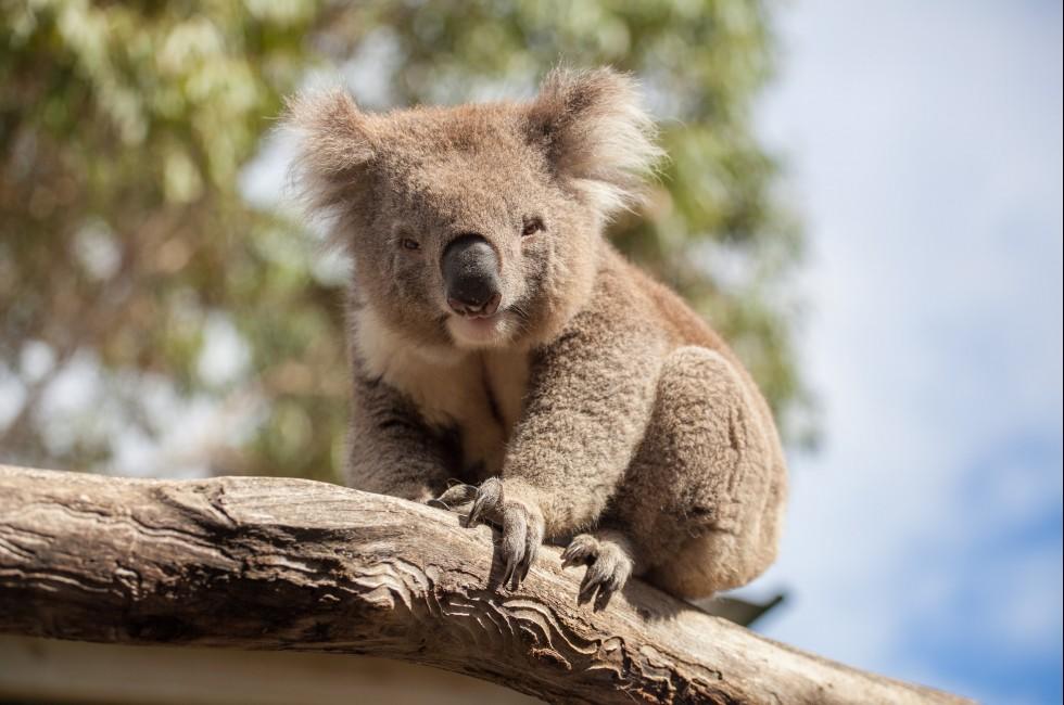 Portrait of Koala sitting on a branch.