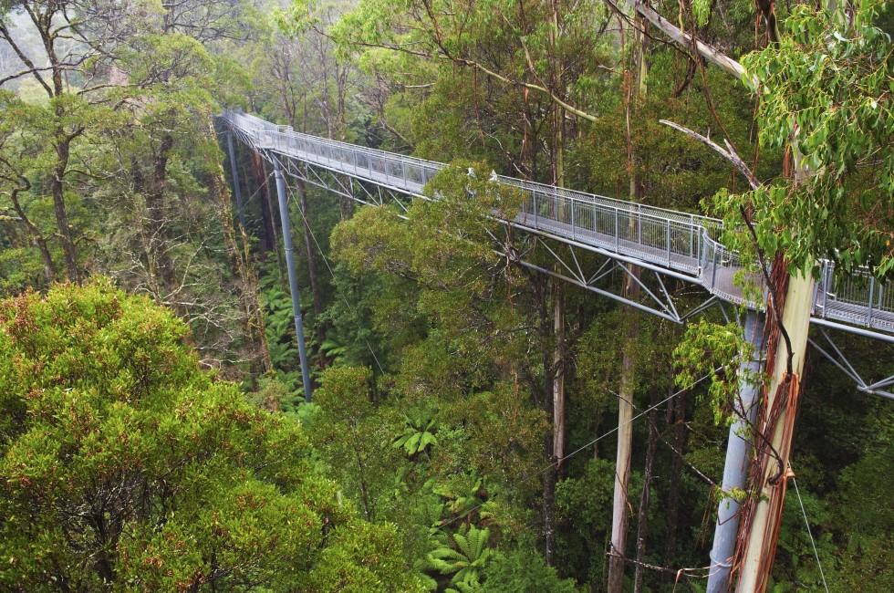 The steel walkway Otway Fly in the Rainforest up to 30 meters above ground level,Great Ocean Road, Australia