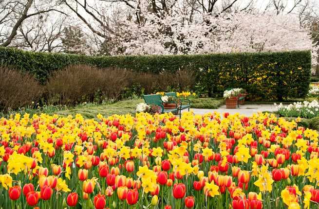 9 Spring Flower Festivals That Will Inspire You to Start Planting