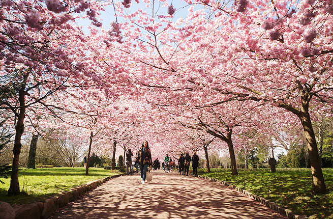 I live in Northern VA, and absolutely love the cherry blossoms