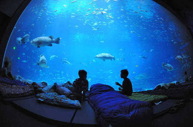 World's Coolest Underwater Lodgings - 6 Georgia Aquarium