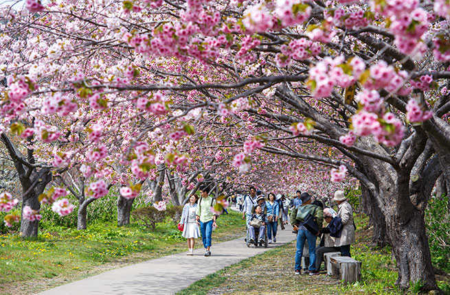 Spring Blooms at the National Cherry Blossom Festival – The