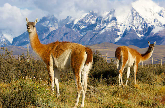The 10 Coolest You'll Encounter in Patagonia Fodors Travel Guide