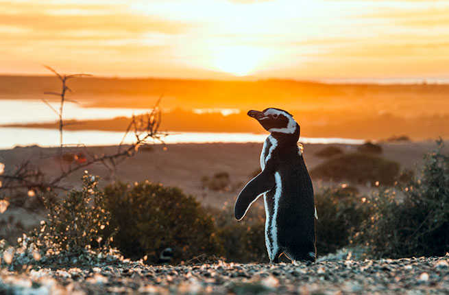 The 10 Coolest Animals You'll Encounter in Patagonia – Fodors Travel Guide