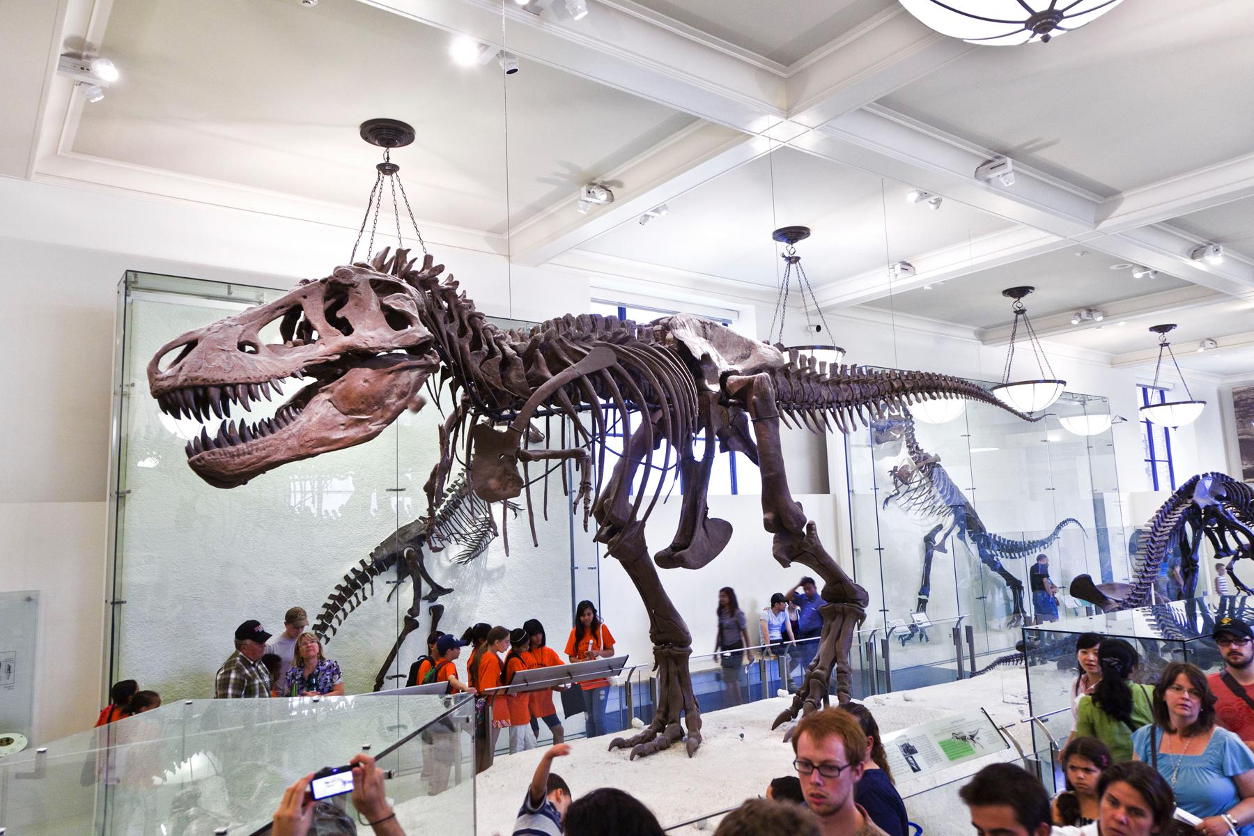 7 American Museum of Natural History