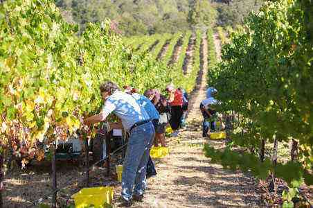 Just Back From: Sonoma County Grape Camp – Fodors Travel Guide