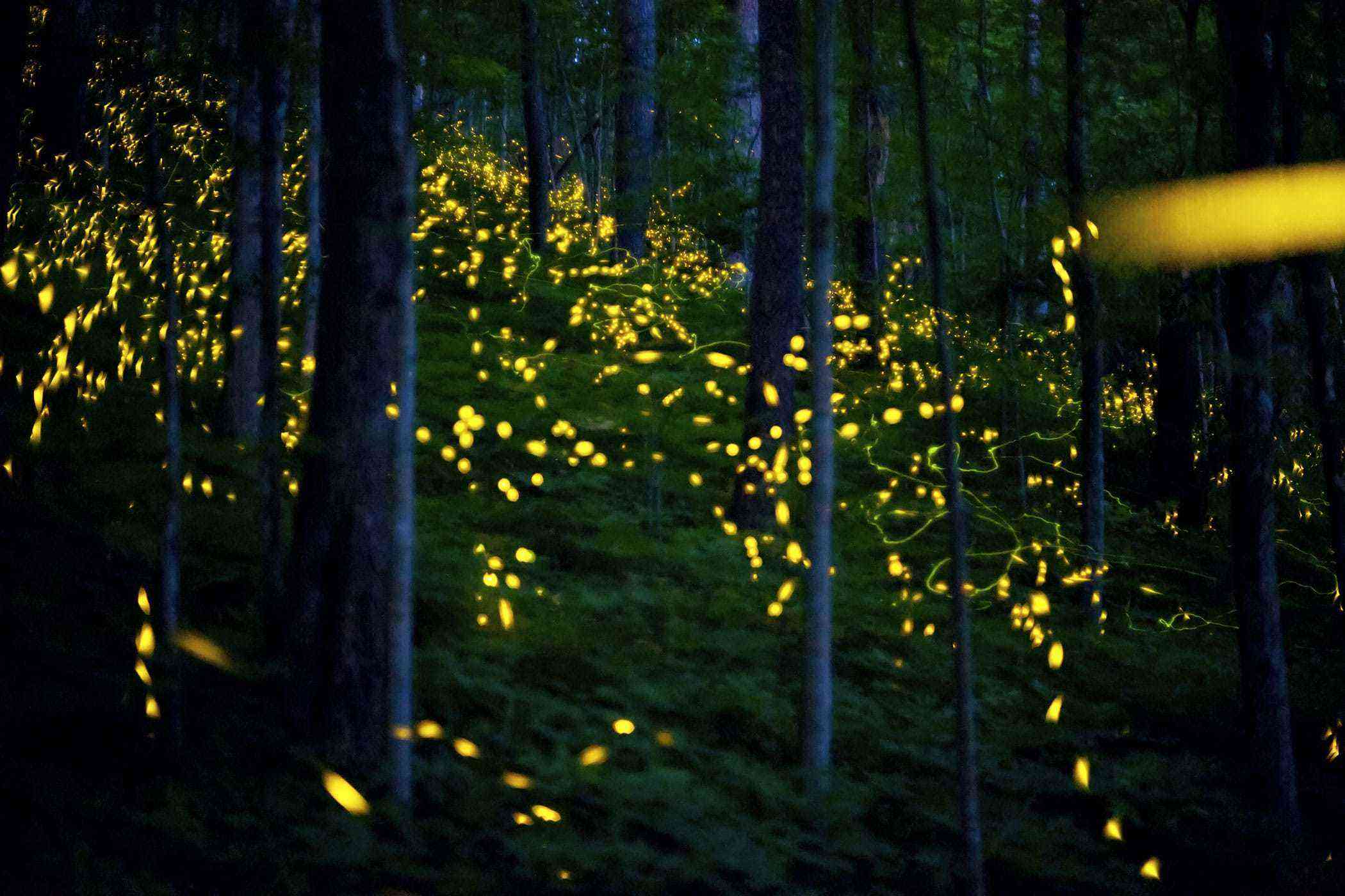 Behold! Dazzling Bioluminescent Wonders Around the World – Fodors ...