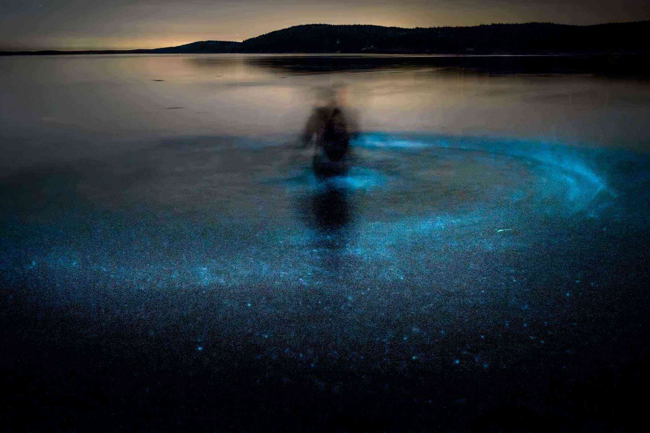 Image result for bioluminescence kayaking free image