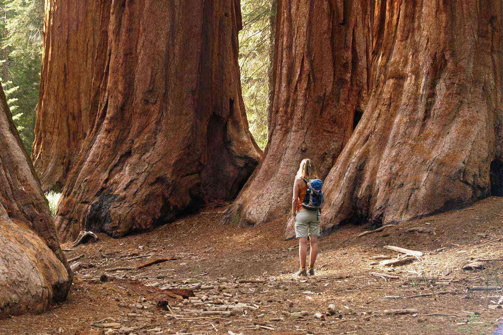 redwoods