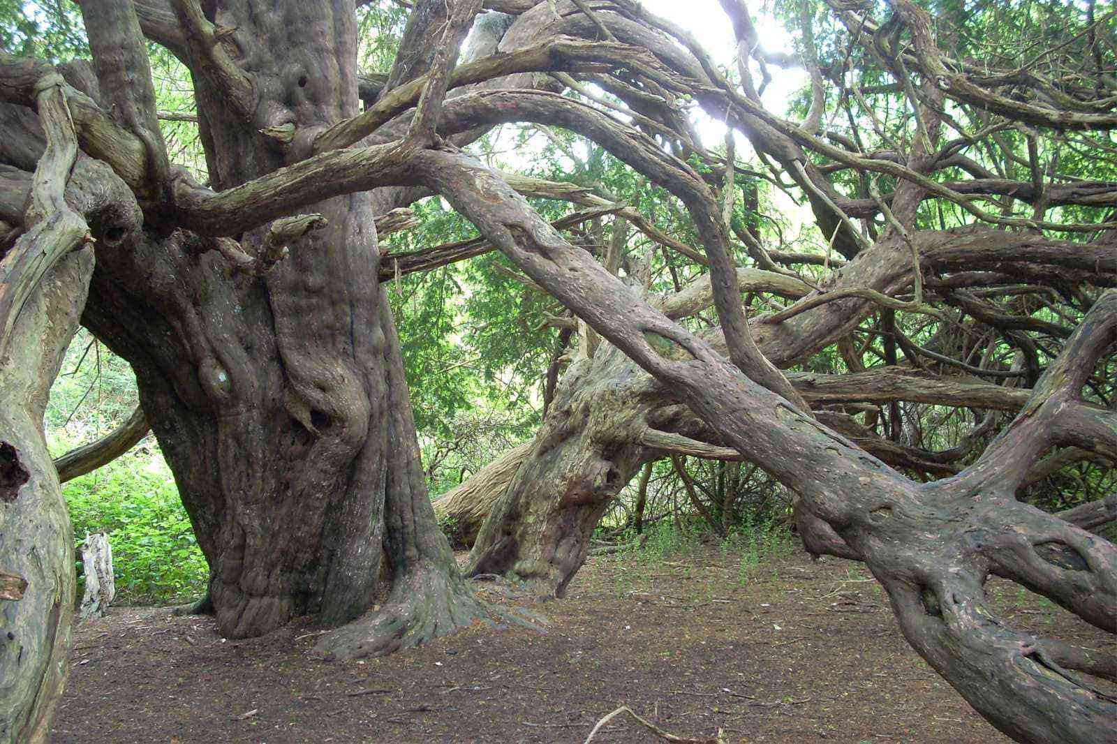 yew