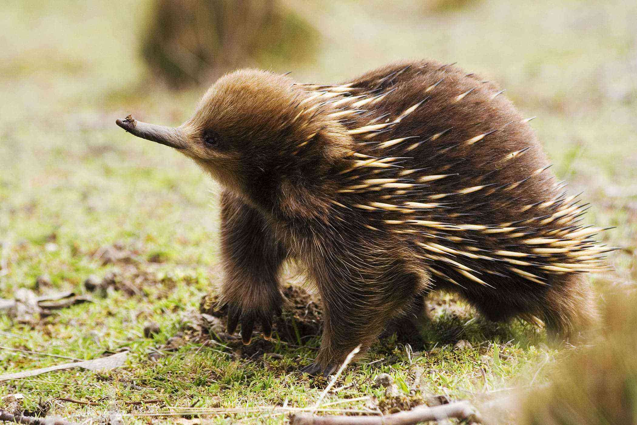 quokka-australian-mammals-pets-lovers