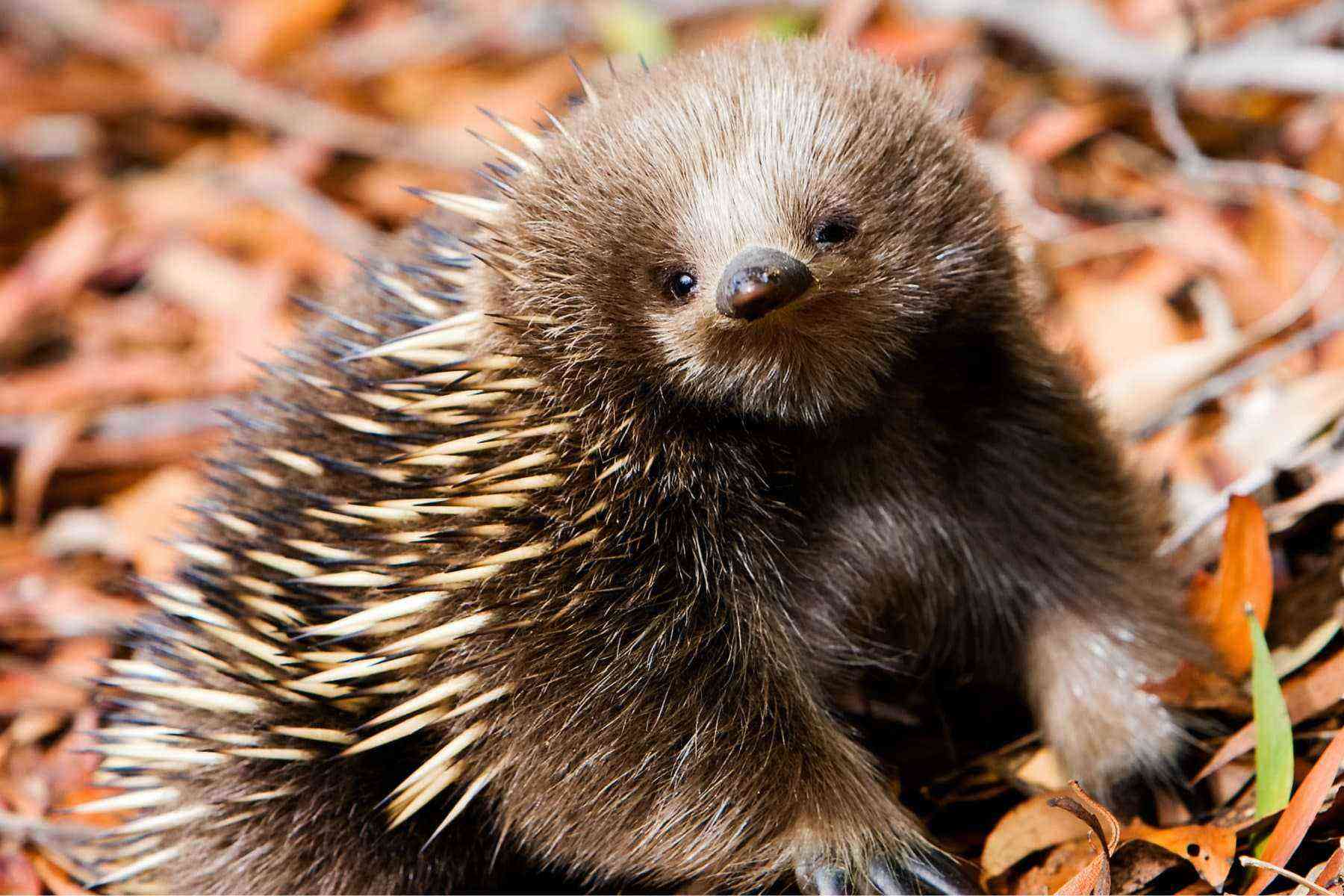 echidna