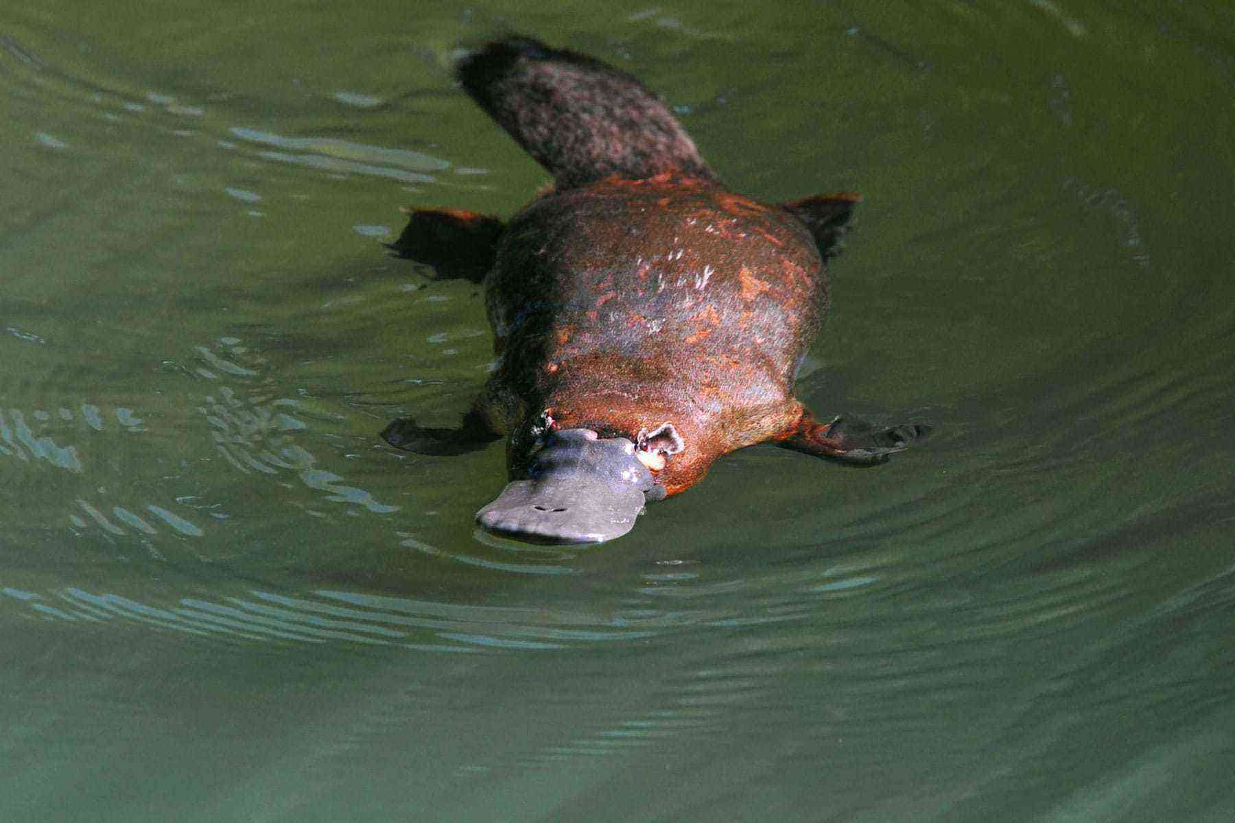 platypus