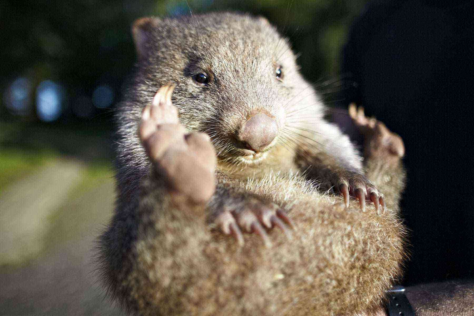wombat