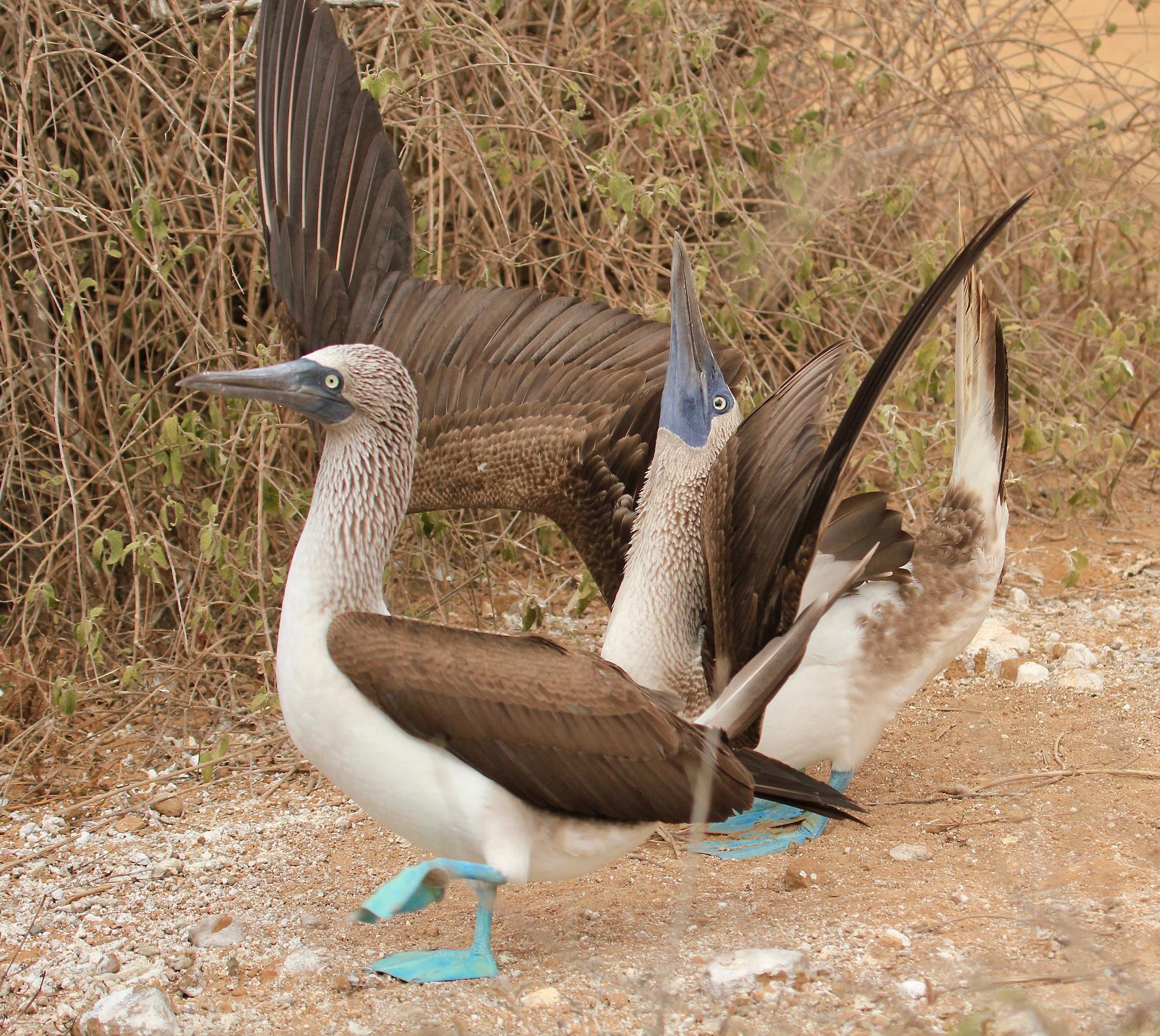 What Animals Are In The Galapagos Islands