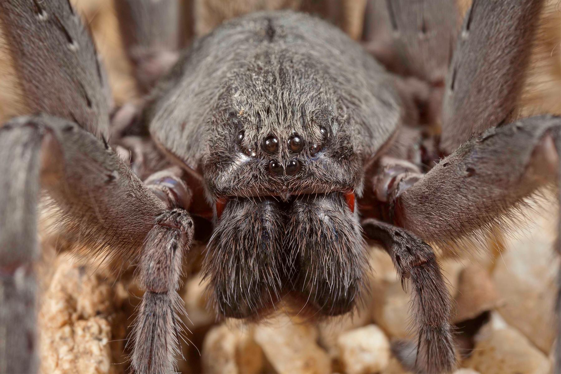 natural-ways-to-keep-spiders-under-control-101-ways-to-survive