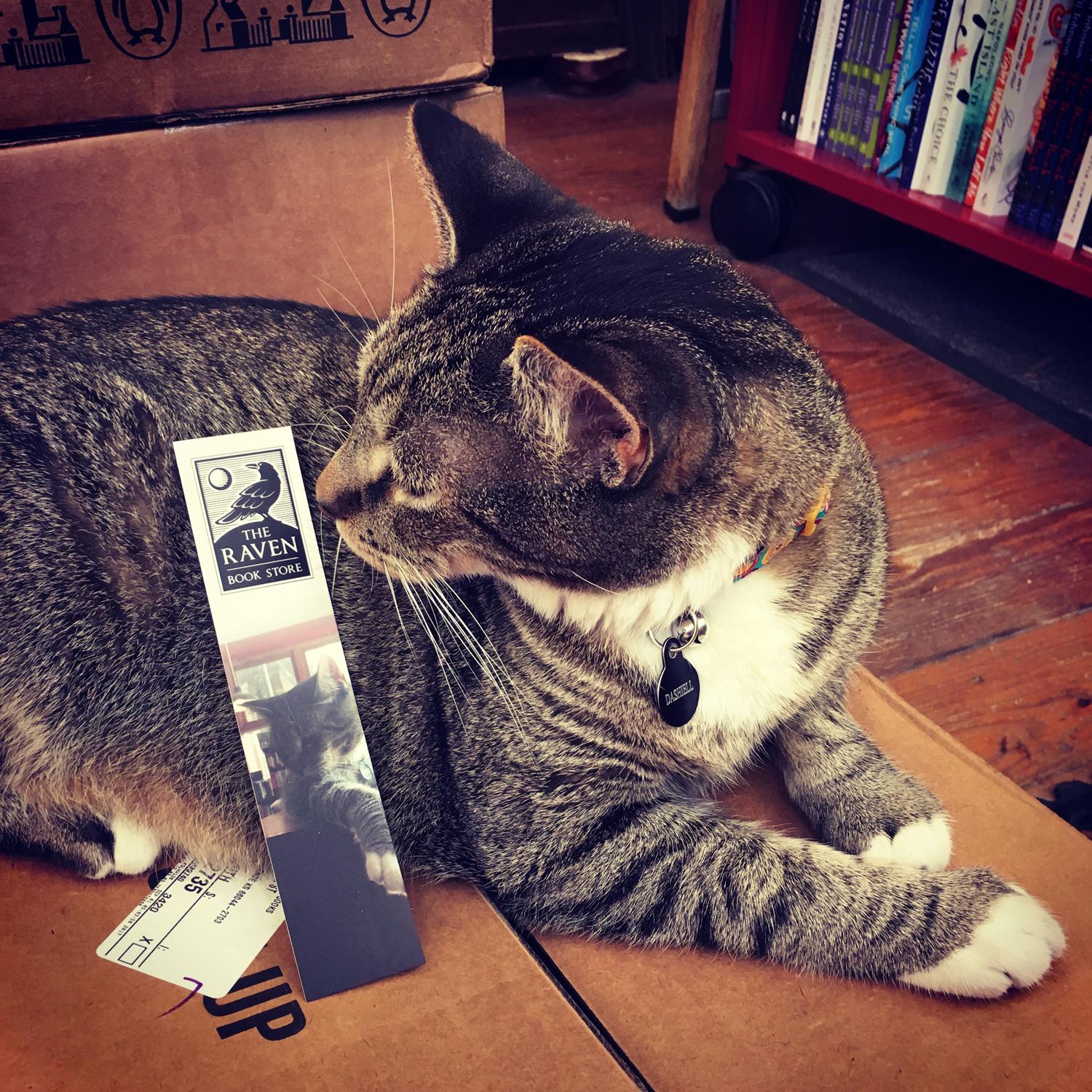 bookstorecats-ravenbookstore-dashiel