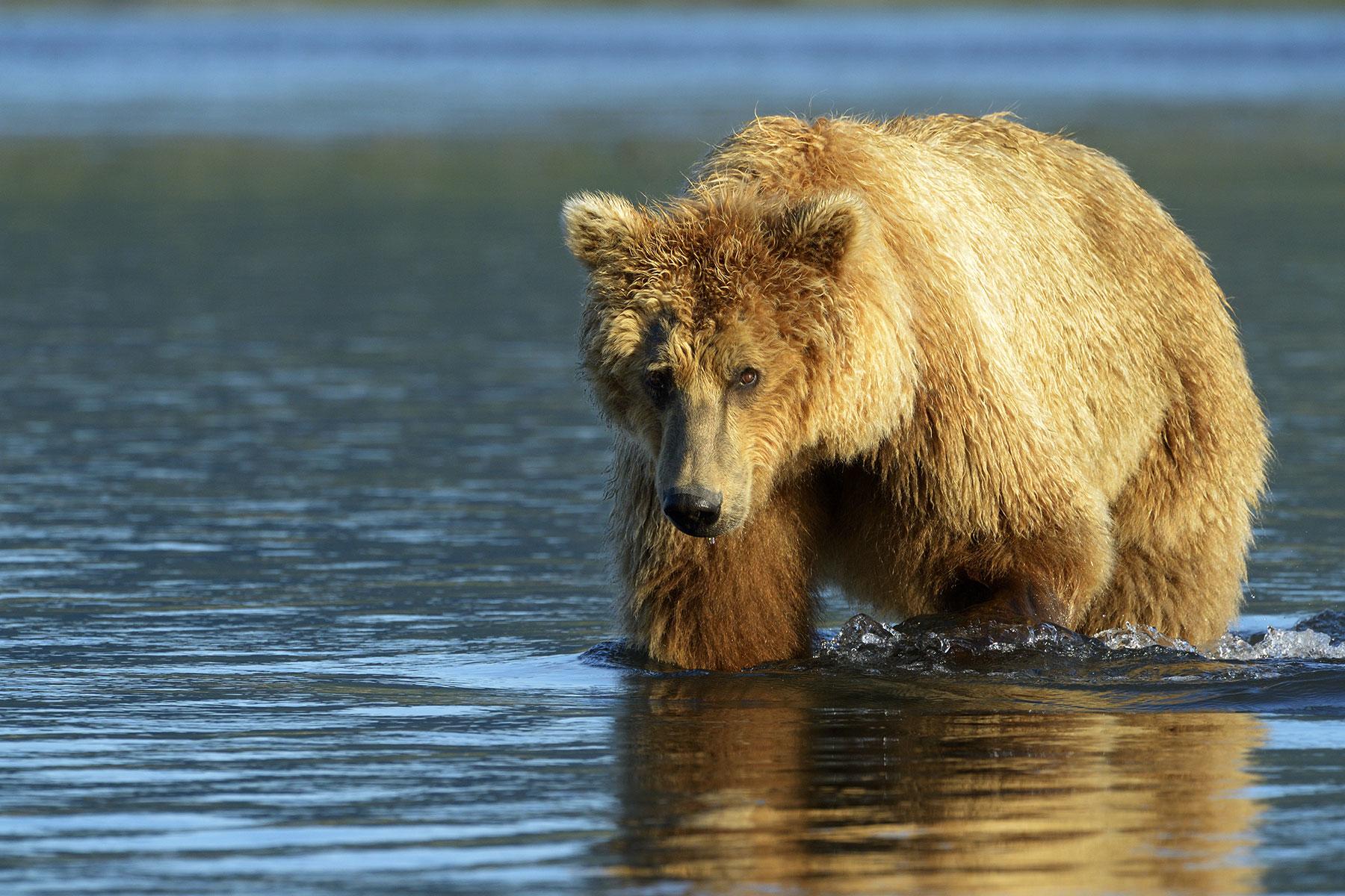 12 Things You Absolutely Need to Do on an Alaskan Cruise Fodors