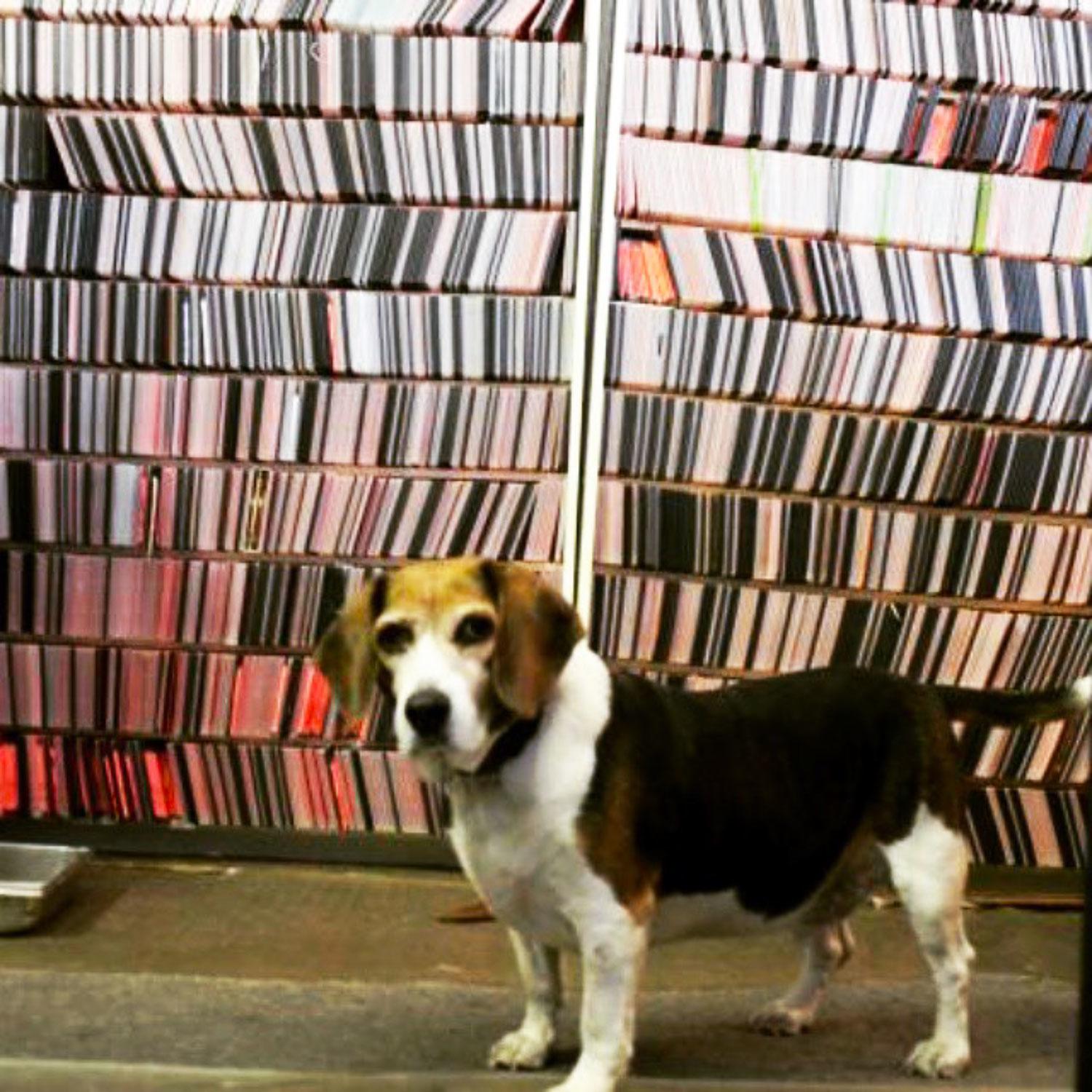 Video-Stores-Video-Strip
