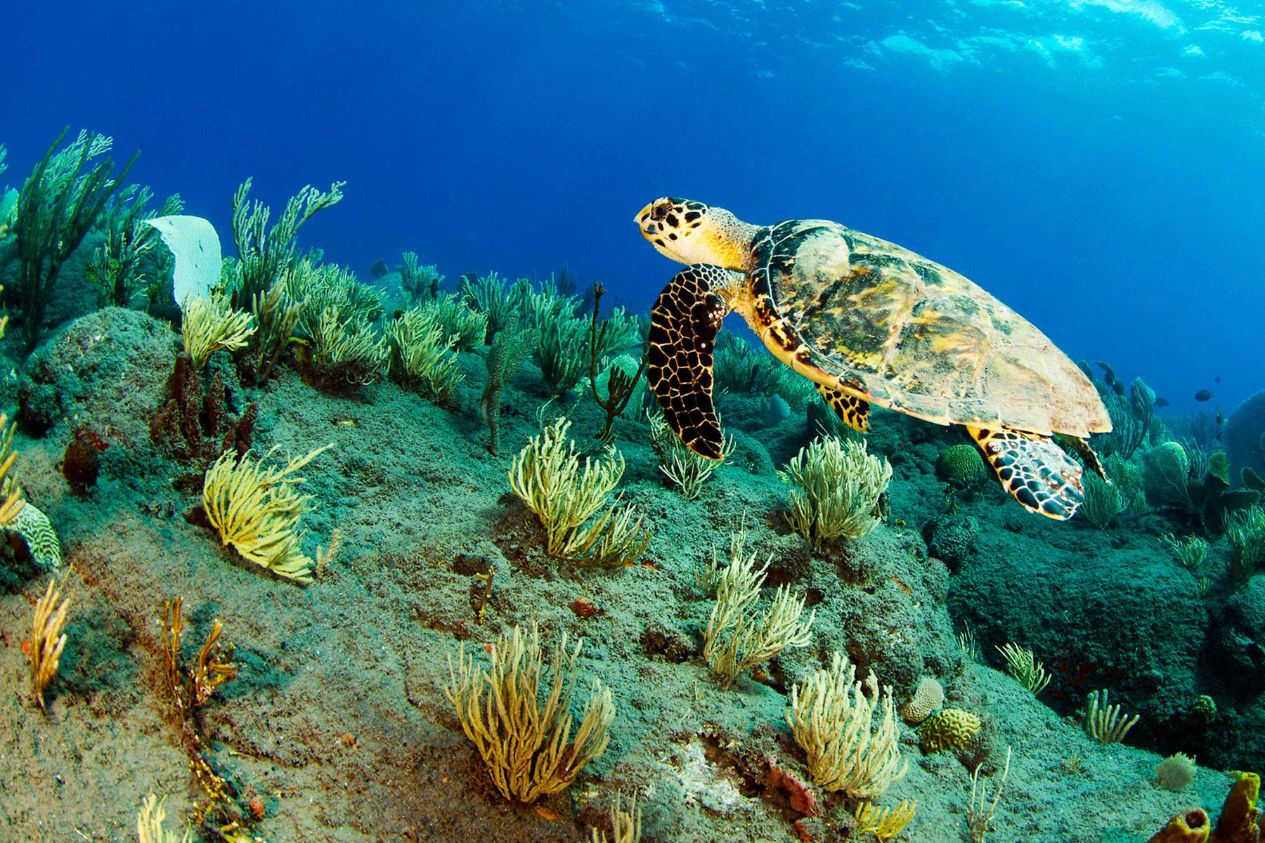 Saba-Snorkel-With-Sea-Turtles