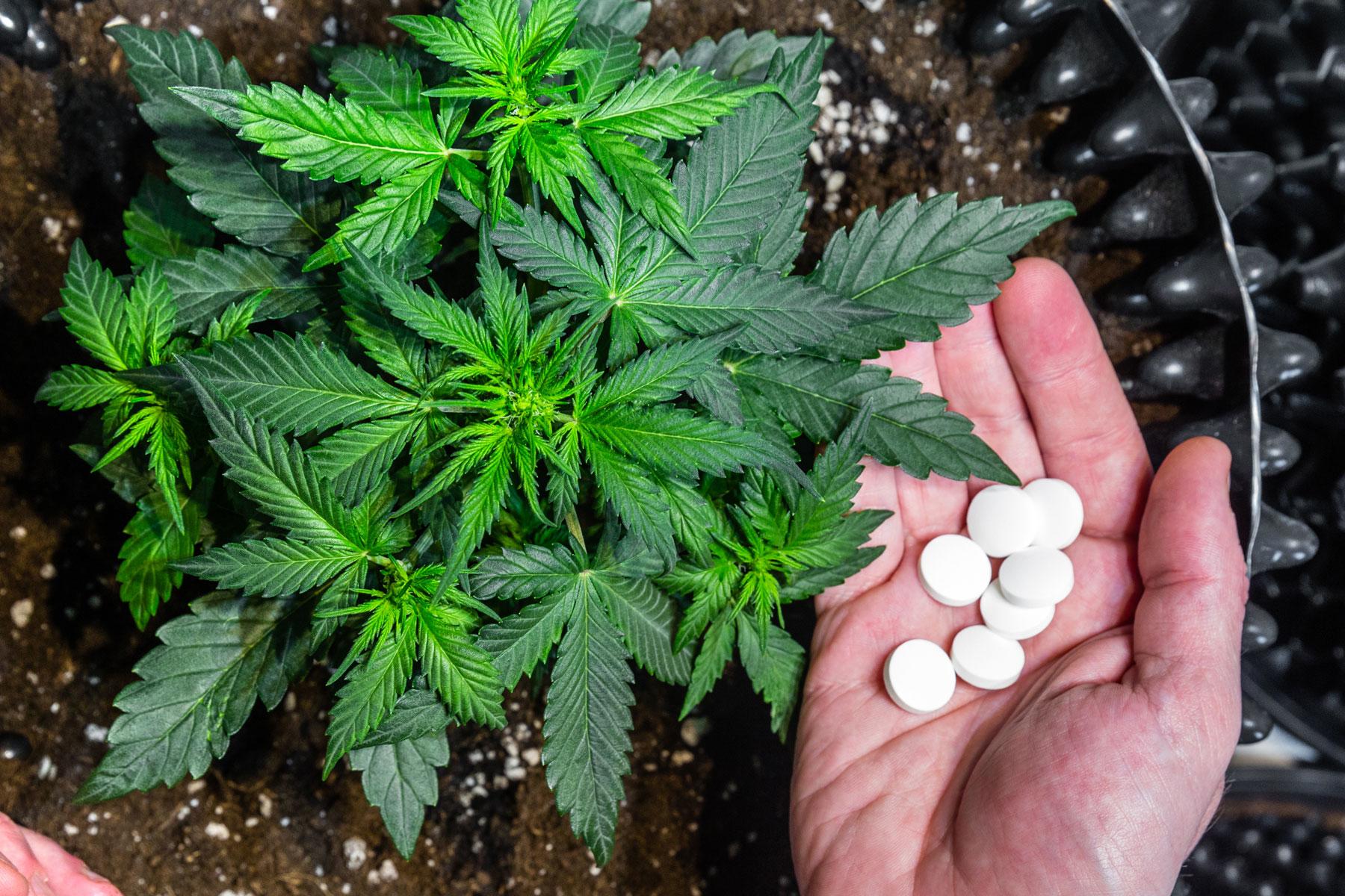 cbd-pills