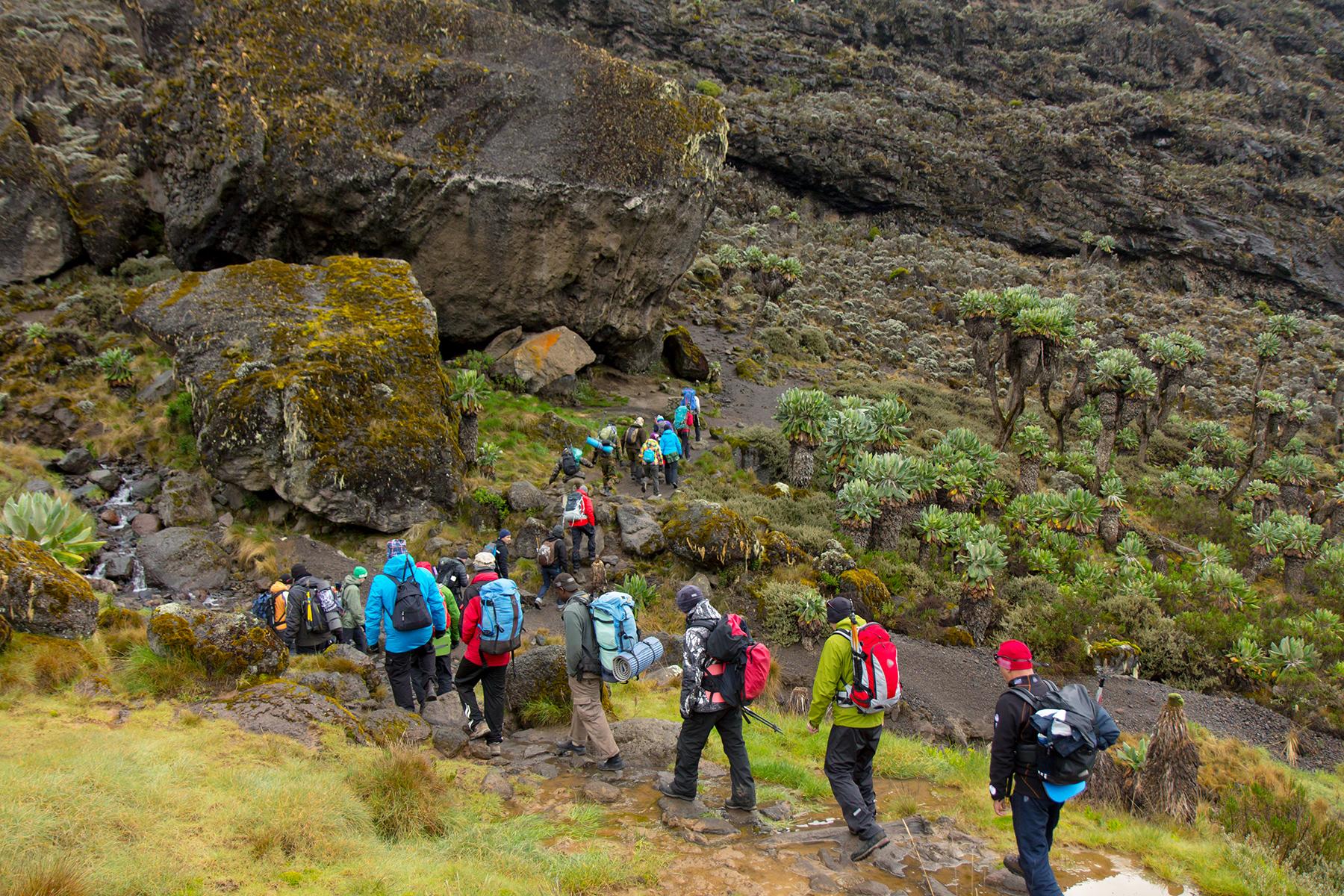 How to Climb, Trek, and Hike to Mt. Kilimanjaro's Summit