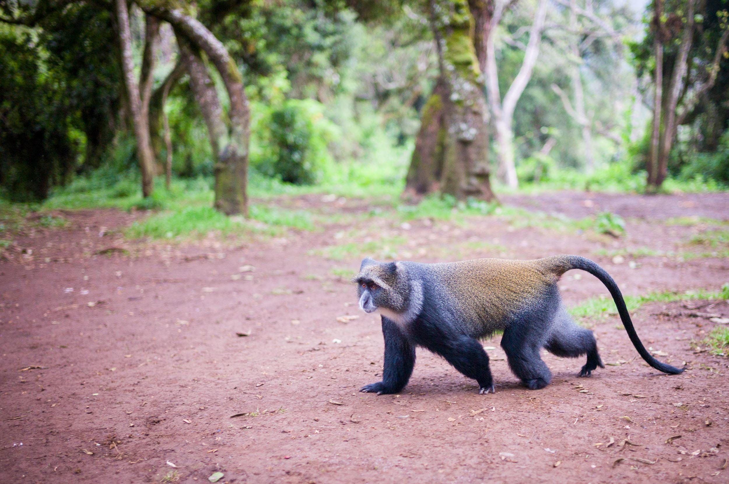 Kilimanjaro-03