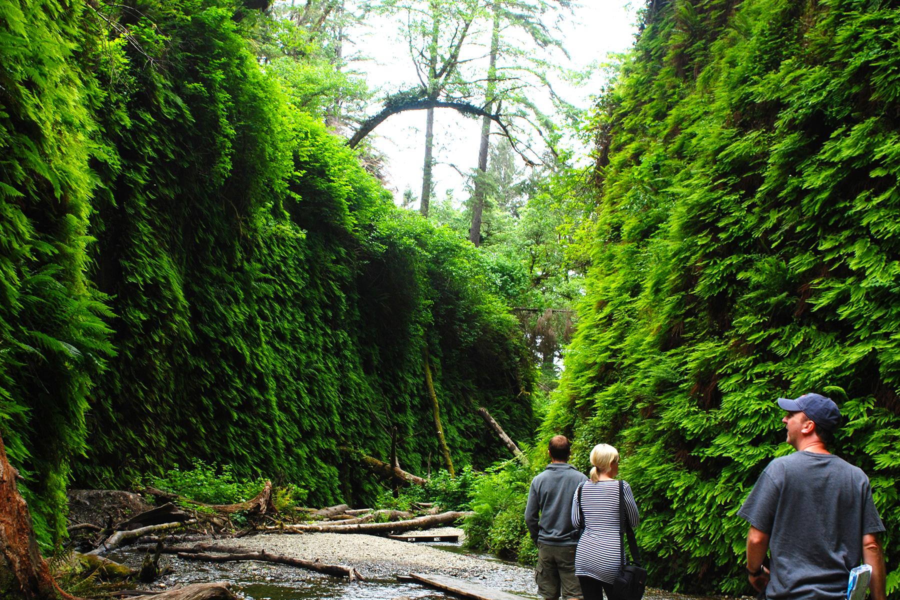 Californias-Lost-Coast-Fern-Canyon
