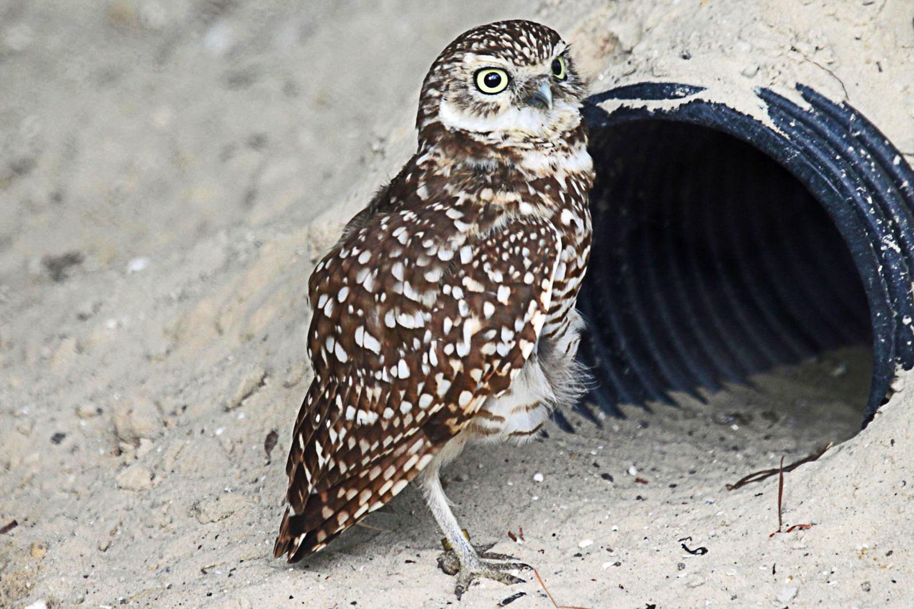 22-Ultimate-Things-To-Do-Charleston-Birds-Of-Prey-01-Burrowing_Burrowing_RWD