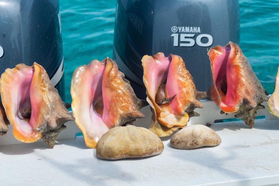 Conch-Shells