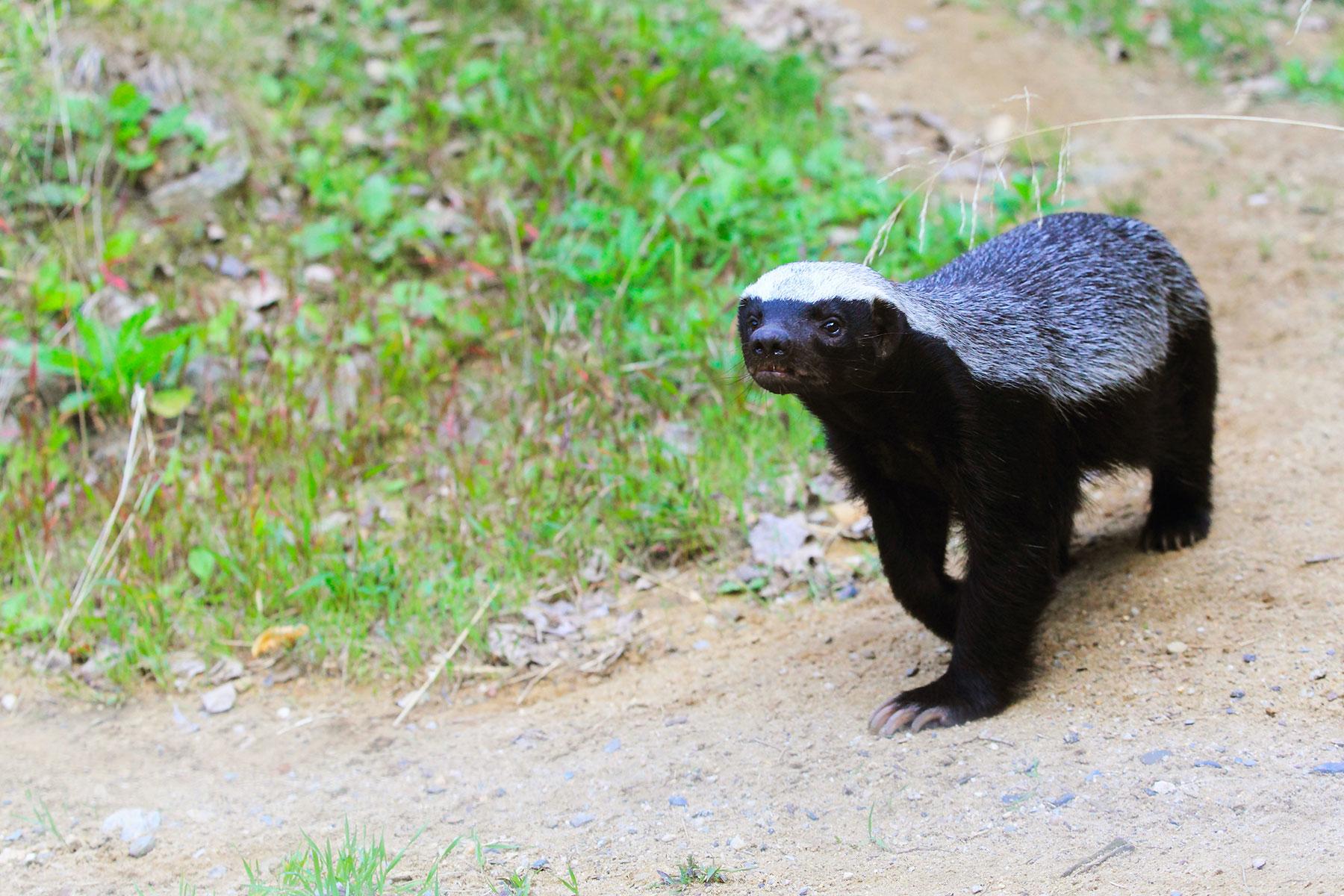 Ethiopia-Wildlife-Honey-Badger