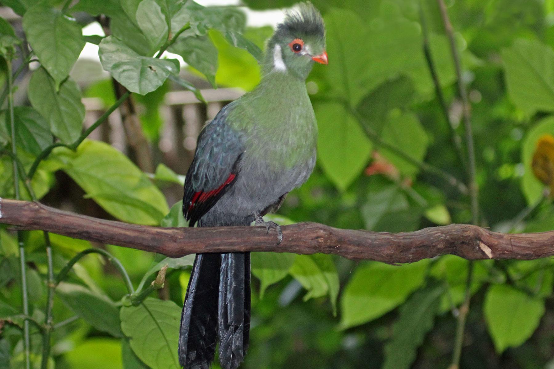 White-cheeked-Turaco