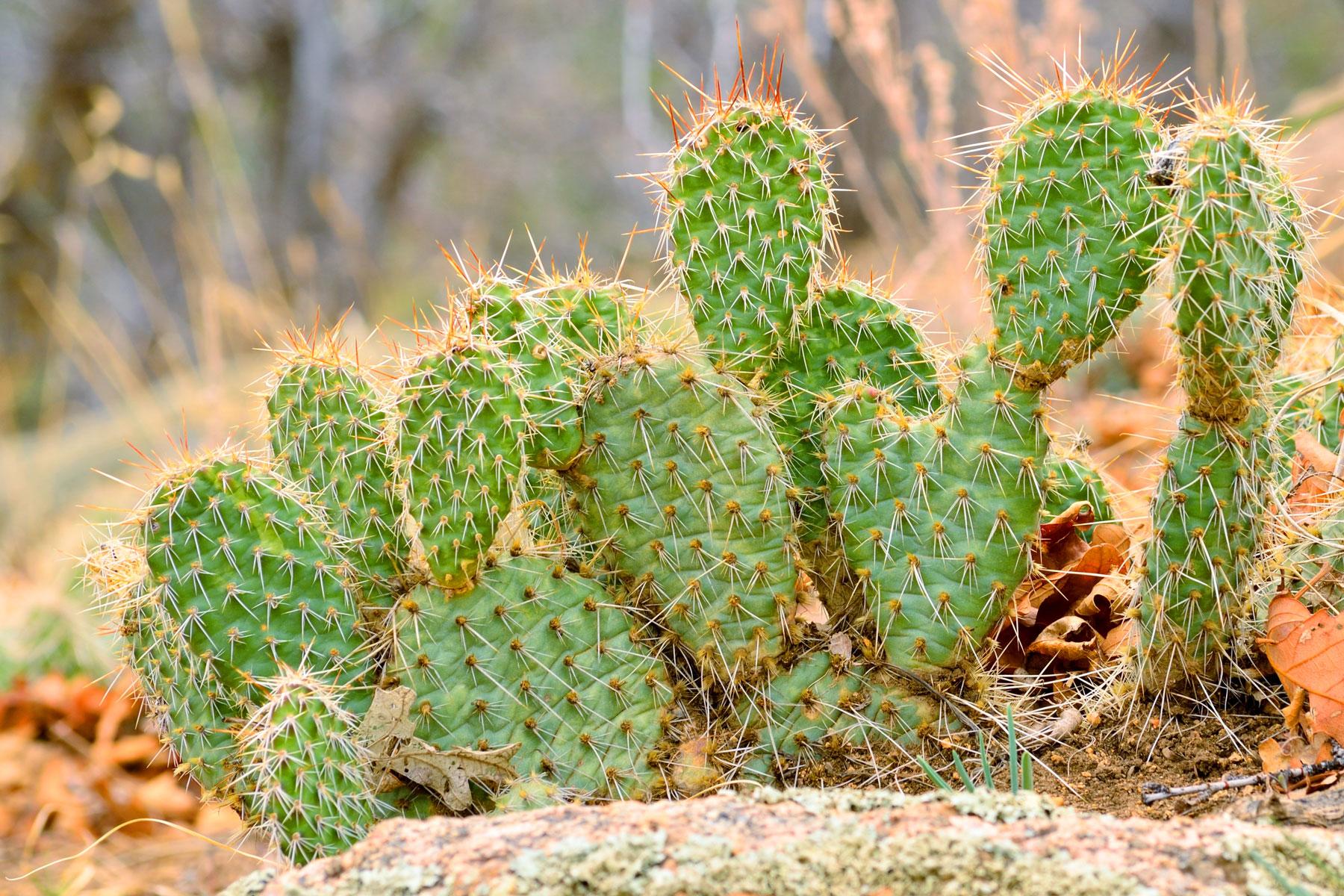 10-coolest-cacti-on-earth