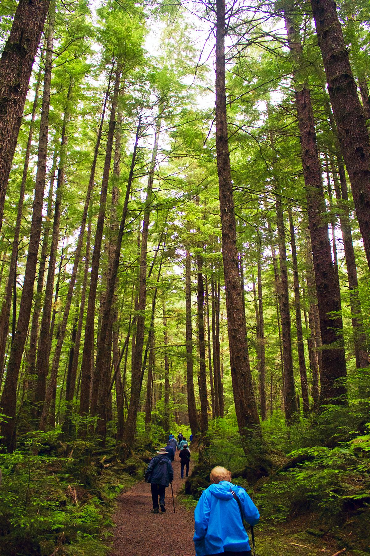 05_ReasonstoTakeaSmallshipCruisetoAlaska__ActiveexplorationisaPriority_Hiking Through the Forest