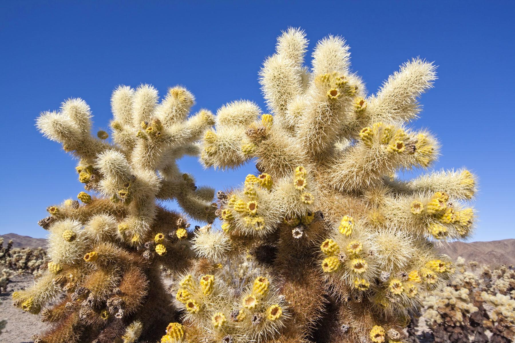 05_Worlds_Weirdest_Cacti_Teddy_Bear_Cholla_shutterstock_68693632