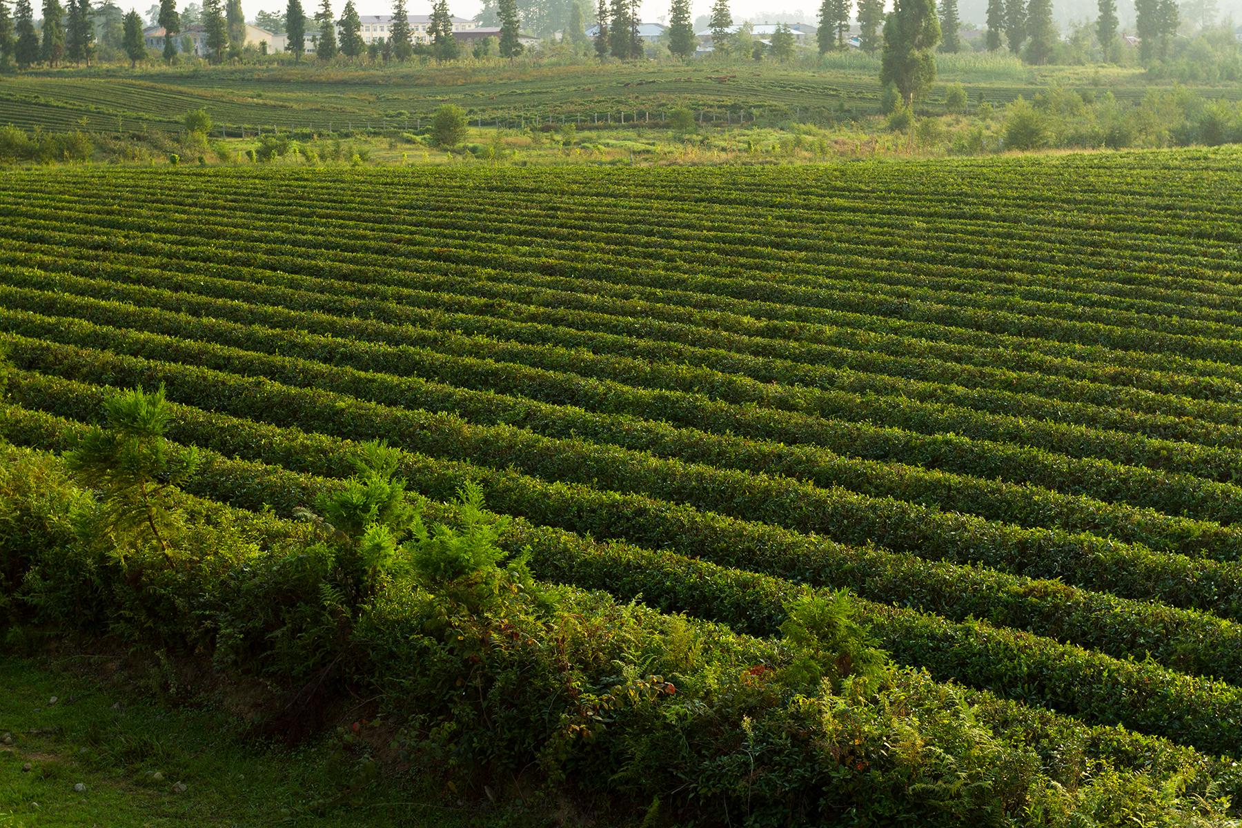 georgia tea